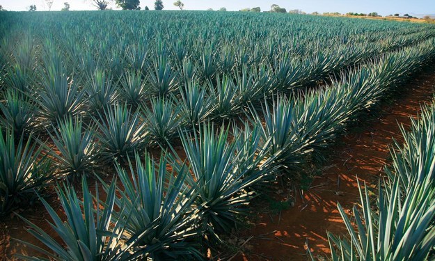 tequila