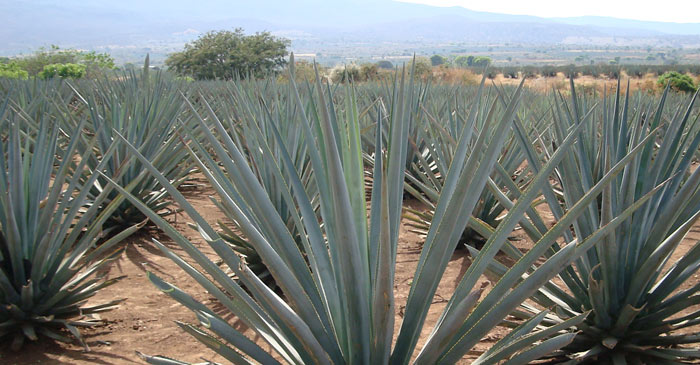 agave-