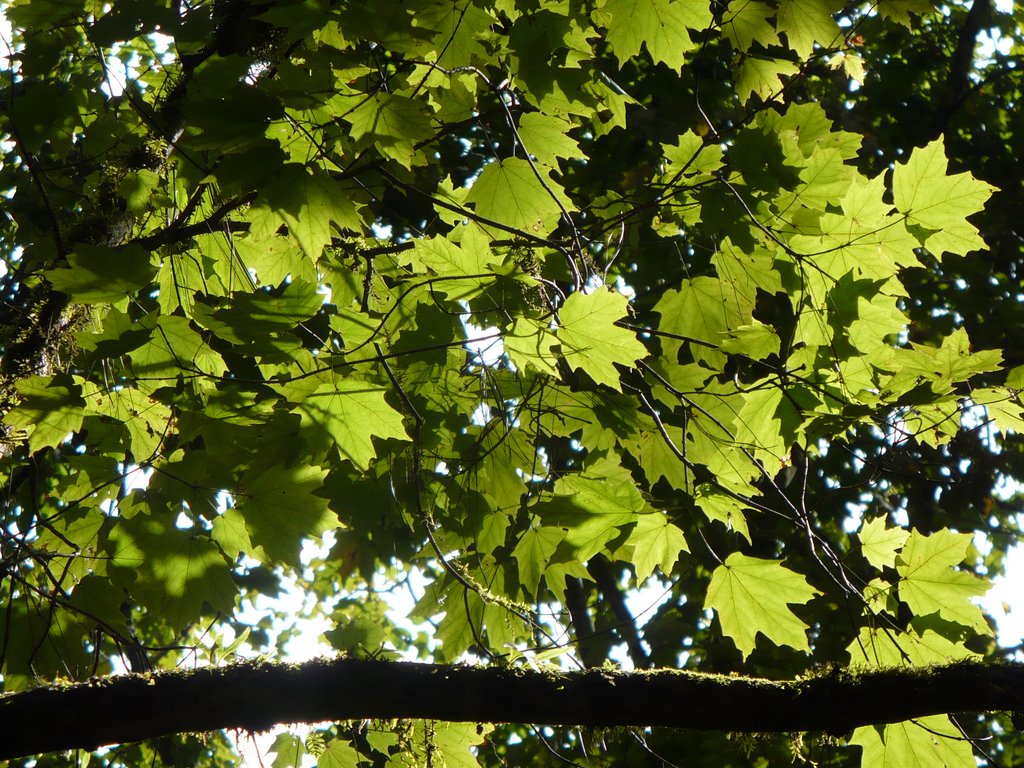 maple talpa