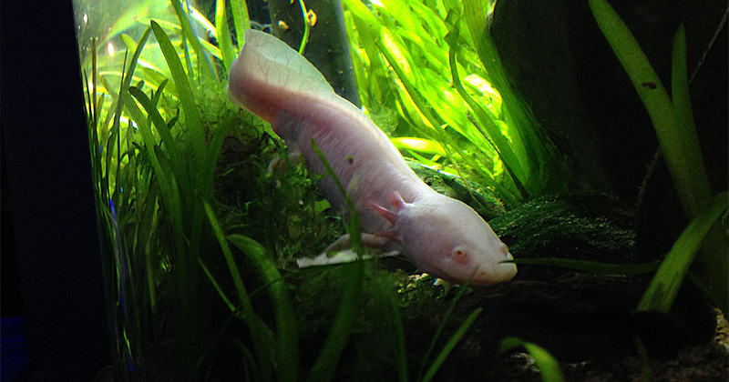 ajolote-mexicano-acuario-michin