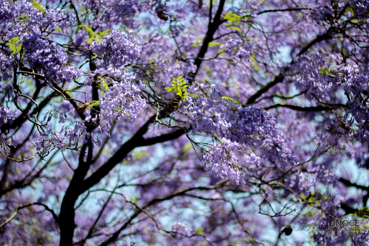 Jacarandas