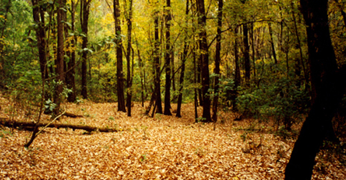 Un Bosque de Maple a 3 horas de Guadalajara
