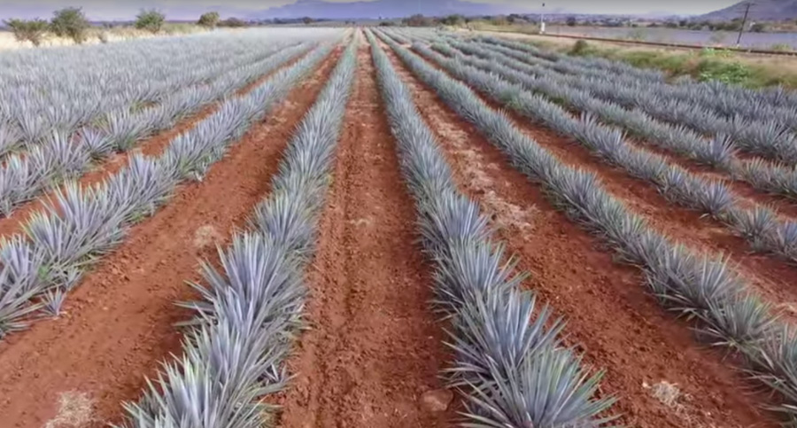 Vista Aérea Campos de Agave de El Arenal, Jalisco