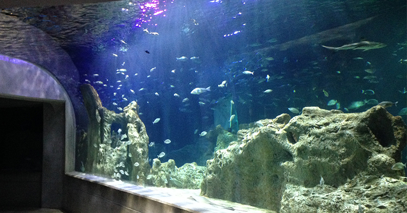 El Acuario Michin, toda una experiencia