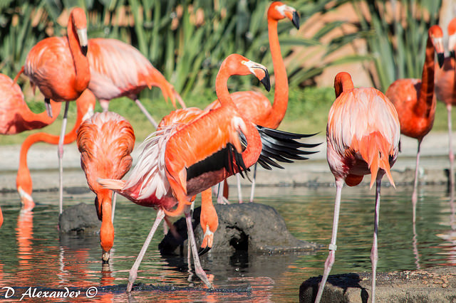 Zoologico de guadalajara - Flamingos